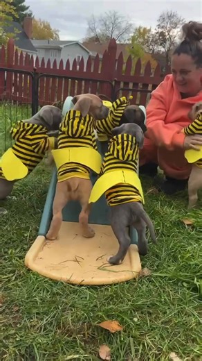 14K views · 278 reactions | Six little bees, one sweet message: Happy Howl-o-ween!  Catch these cuties buzzing onto the adoption page next week! | PJ's Rescue | Facebook