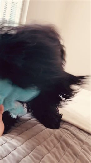 Cocker spaniel and his games #fun #doggielife #cockerspaniel