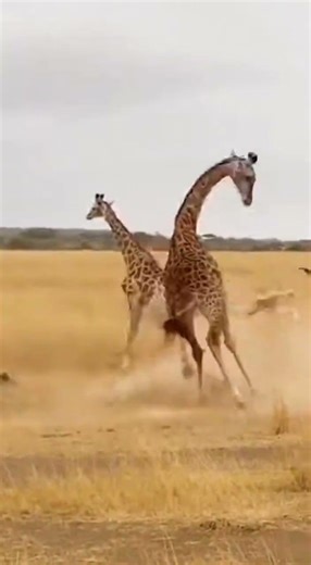Lion Attacks a Giraffe – A Rare and Intense Wildlife Moment! 🦁🦒 AnimalBattle #Nature #AnimalWorld