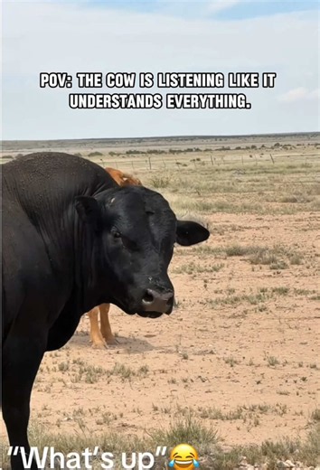 How This Cow Communicates: Funny Farm Animal Interaction