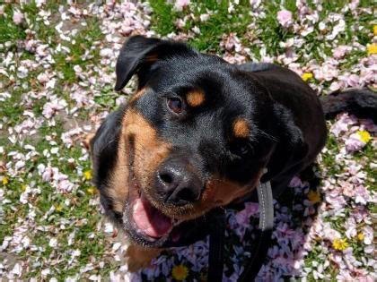 RSPCA animals for adoption: Meet 12 adorable cats and dogs looking to meet their forever humans