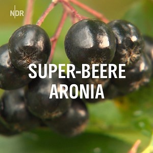 Superfood aus der Heide? Bauer Oestmann versucht sich im Anbau der Aroniabeere. 👨‍🌾 "die nordstory", Freitag um 20.15 Uhr im NDR Fernsehen. | NDR.de