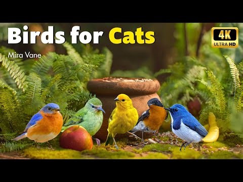 Non-Stop Bird Watching for Cats 😻 8 Hours of Soothing Bird Sounds to Keep Your Cat Calm 🐦