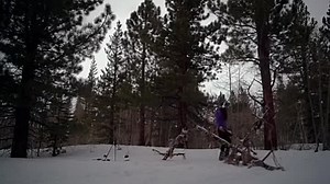 Avalanche shark
