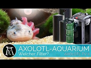 Filter für das Axolotl Aquarium?