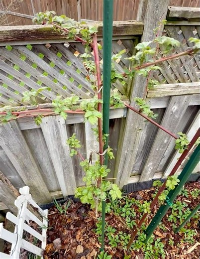 Best way to prune blackberry bushes