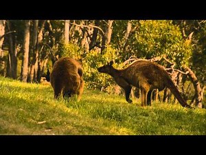 kangaroos mating and fighting for sex