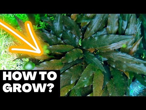 How to grow Cryptocoryne Wendtii Brown in your Aquascape