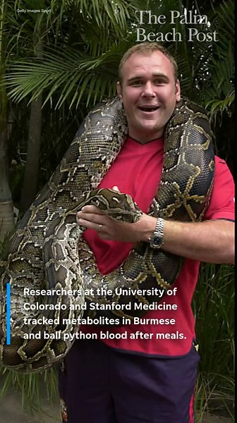 Python blood compound could be future for weightloss