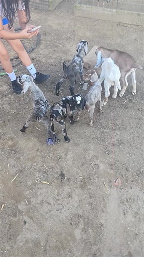 4 female dapple boer goat and 2 males nubias 1st baby's born here #nubiagoat #foryoupage #puracalidad💵💵 #dappleboergoat