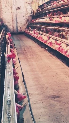 #freefiremaxnewfact Mahakali channel