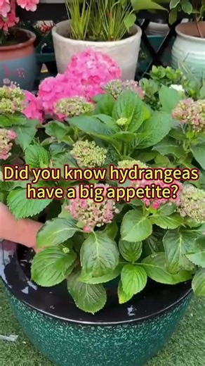 98K views · 880 reactions | #garden #nature #flowers #gardening #plants #flower #photography #naturephotography #green #love #gardenlife #summer #gardendesign #jardin #garten #beautiful #landscape #spring #plant #gardeninspiration #home #naturelovers #macro #mygarden | The Secret Garden | Facebook