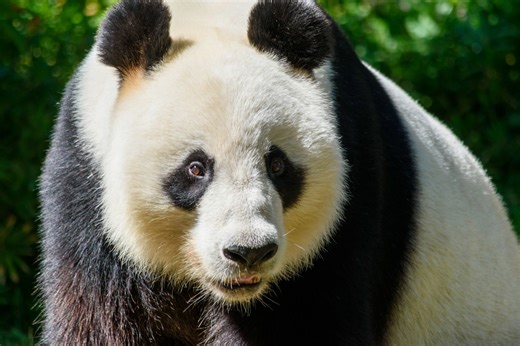 Everything you ever wanted to know about giant pandas