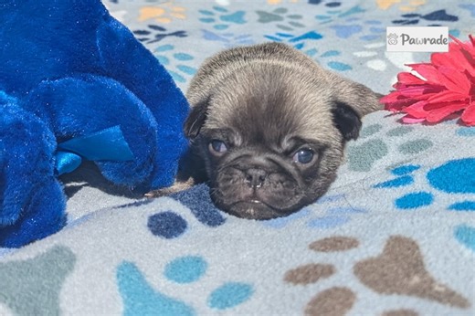 Peter - Pug Puppy EF85B7
