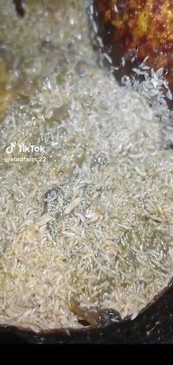 Maggot Baby: Fascinating Lifecycle of Black Soldier Fly