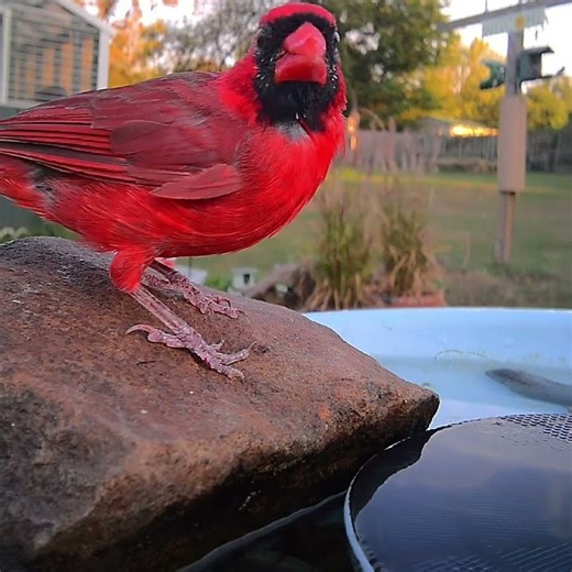 You Won’t Believe How Bright This Red Cardinal Is! 😲