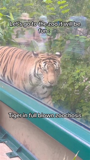 Tiger's Charming Antics at Houston Zoo