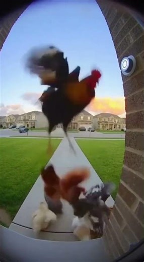 Funny Hen Moments 🐔🤣 | Cutest and Funniest Chicken Compilation 2025 | Try Not to Laugh!”