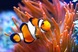 21 Types of Colorful and Bold Clownfish