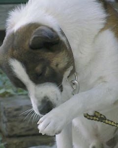 18K views · 1.8K reactions | Your dog's constant biting and licking of their paws may be a sign of a greater health issue. If your dog is exhibiting this behaviour, get them started on Mighty Munch Probiotics asap! Shop for your dog's health needs today! All orders are backed by our famous 90-Day Money Back Guarantee. If your dog's symptoms don't clear, or you are simply unhappy in any way, you'll receive a full refund. | Mighty Munch | Facebook