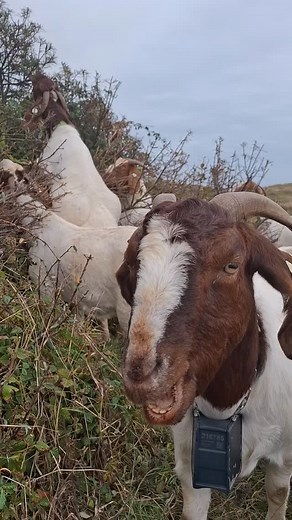182 reactions · 11 shares | The goats have been thoroughly enjoying the abundant bramble and sea buckthorn at their new home. We are very happy to see that they are already tackling some of our problem plant species on site. Just listen to those satisfying crunching sounds! If you see any orange goats on your travels around the Hoe, don't be alarmed. They are messy eaters and will often squish sea buckthorn all over their coats by mistake! | Samphire Hoe Official | Facebook