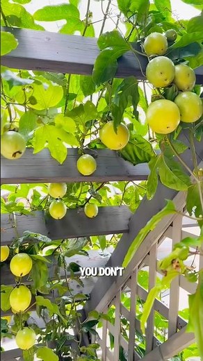 Efficient cultivation of passion fruit #planting #horticulture #highyieldcrops #farming #gardentips