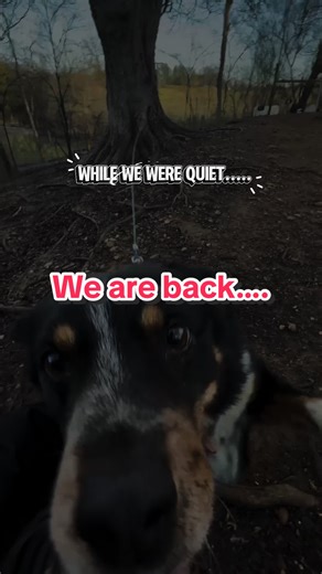 Ending Continuous Chaining for Dogs