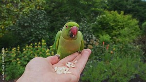 Feeding green London Parrot in the park. Close up view of the rose-ringed parakeet or Psittacula krameri, also known as the ring-necked parakeet, is a medium-sized parrot.
