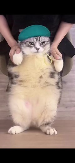 I didn’t know cats could dance 😂 #cats #cat #cute #cutecat #cutecatvideo #heyheyyouyouidontlikeyourgirlfriend #nowaynoway #ithinkyouneedanewone #heyheyyouyouicouldbeyourgirlfriend