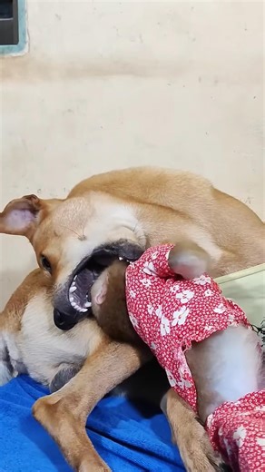 They are good friends together.#dog#cat #monkey #shorts #animals