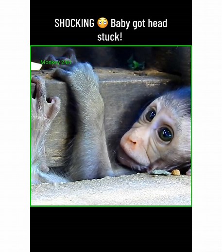 SHOCKING 😳 Baby got head stuck, moms stressing out asking for help #babymonkey #newbornmonkey #pitymonkey #monkeysoftiktok #monkeybaby #monkey #abandonedmonkey #monkeys #babymonkeys #cutemonkey #monkeyface #funnymonkey #funnymonkeys #cutemonkeys #dancemonkey #sadmonkey #poormonkey #monkeyboy #monkeygirl #monkeyvideos #monkeyvideo #monkeylife #cutebabymonkey #monkeylover #monkeylovers #monkeylove #adorablemonkey #littlemonkey #monkeyfun #monkeyfunnyvideo #monkeyfunnyvideos #newbornmonkey