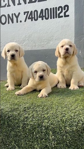 Labrador puppies for Sale