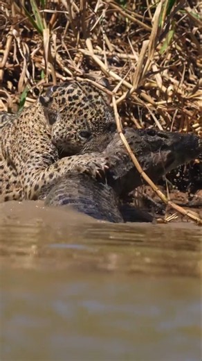 Jaguar vs. Caiman: No Escape! 😱🐊 #jaguar #caiman #hunting
