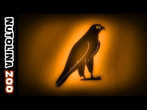 Falcon sound / Falcon sounds / Animal sounds falcon