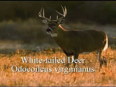 White-tailed Deer (Supports Virginia SOL Objective 2.4)