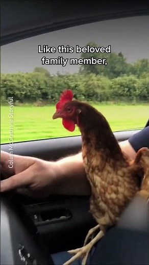 This Chicken Knows Exactly Who She’s Running To 🥹🐔❤️
