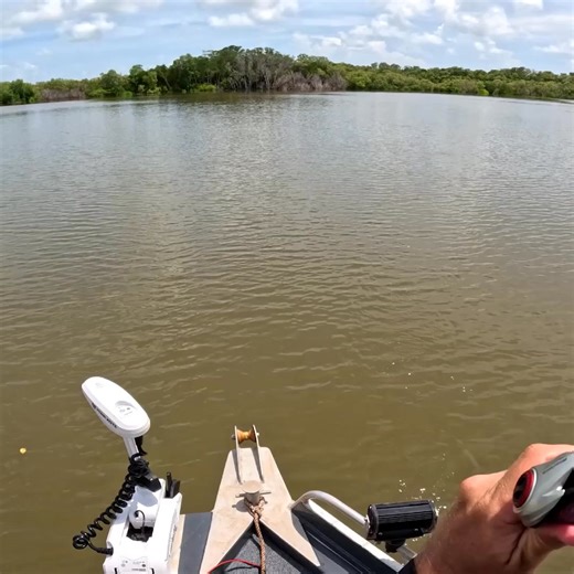 You’d be excited too if it kept getting crushed 🦐 The Curly Prawn 90mm just works, lifelike PVC body, twin curly tails, vibrating legs, and weedless rigging that lets you fish anywhere. From flats to snags, it gets eaten. Grab one today! | Chasebaits Australia