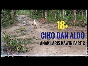 ANJING KAWIN 🐕 CIKO DAN ALDO