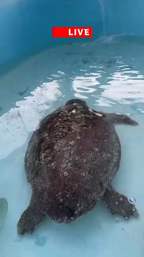 LIVE patient uodate at The Turtle Hospital! #seaturtlehospital #seaturtle #seaturtlerescue #rescuerehabrelease #barnacles #theturtlehospital #compassioniscontagious #connectandprotect #STEM #fy #seaturtle #patientupdate #thankyouforyoursupport | Turtle Care Center