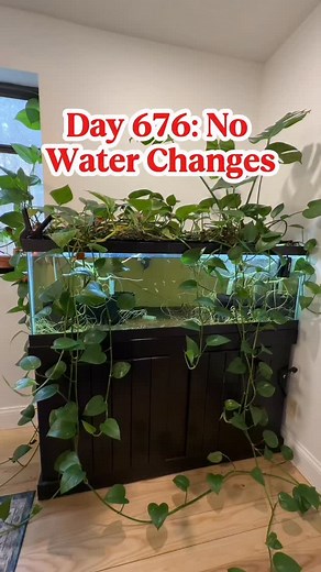 297K views · 24K reactions | After 679 days, I’m now seeing a clear decrease in the guppy population. Meaning this experiment will have to end. I will very slowly ease them back into 10-20% water changes mainly to rebalance the mineral levels. And once that has gone on for a while, I do want to add two goldfish to this tank and see if the Pothos will be enough to absorb the waste production. #fish #goldfish #aquarium #ranchu #tank | Luke’s Goldies | Facebook