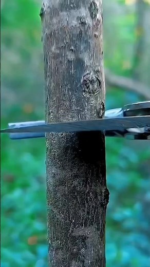 Grafting Techniques for Plants | Easy Plant Grafting Method for Beginners