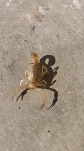 I found a large bark scorpion on Friday. It’s a good reminder that pest activity doesn’t stop when the weather cools down. Even in Arizona, where winters are mild, pests don’t disappear — they slow down and shift where they hide. Scorpions, spiders, and other pests often move deeper into cracks, block walls, and under slabs, staying protected until temperatures rise again. Keeping up with pest control through the winter helps reduce populations before spring, keeps barriers active, and makes the