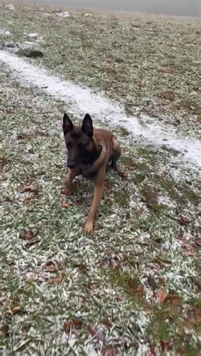 Understanding the Belgian Malinois Dog Breed
