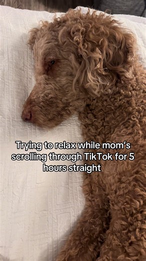 How to Relax While Family Scrolls Through TikTok