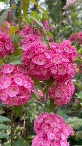 2.6K views · 69 reactions | Welcome back to its poppin’! Today, Tom is highlighting mountain laurel (Kalmia latifolia). This native plant is commonly found in southeast Ohio and has a unique way of spreading its pollen. Check out this plant during your next stroll through the June Room! | The Holden Arboretum | Facebook
