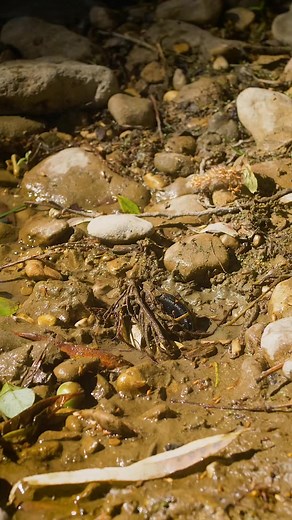 69K views · 253 reactions | Survival skills- Ingenious idea for a watch in a wilderness #survival #fossibot #w101 #camping #smartwatch #lifehacks #diy #bushcraft In this video I used Smart watch Viran W101 from Fossibot ⌚ Buy on Aliexp #reel | Adrian Payne | Facebook