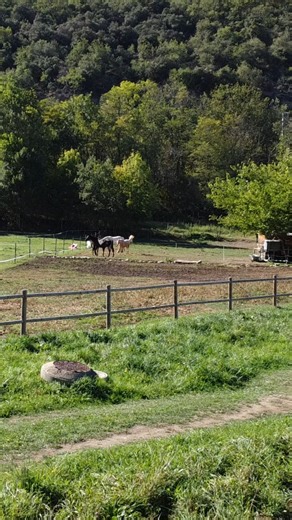 ✨ Bienvenue dans l'univers de notre élevage de chevaux de sport et de loisirs 🐴 Ici naissent et grandissent des poulains Selle-francais sélectionnés pour leur lental, leur locomotion et leur potentiel sportif. Chaque cheval bénéficie d'un suivi attentif, d'un environnement calme et d'une éducation adaptée pour développer un partenaire équilibré, bien dans sa tête et dans ses sabots. Suivez notre quotidien : naissances, soins, conseils et coulisses de l'élevage. Que vous cherchiez un futur cheva