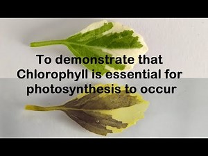 Chlorophyll is necessary for Photosynthesis Practical Experiment