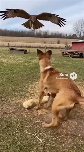 A Hawk Attacked… What This Dog Did Will Melt Your Heart ❤️ #shorts#streetdog
