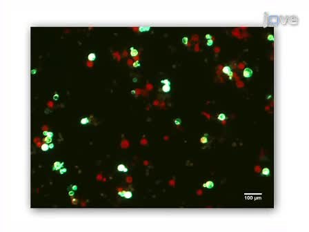 Efficient Polyethylene Glycol PEG Mediated Transformation of the Moss Physcomitrella patens